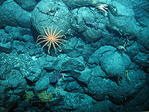 Pillow lavas hosting faunal community in the vicinity of the low-temperature Liliput Hydrothermal Field, 9°30'S MAR. Image courtesy ROV600 Kiel/GEOMAR